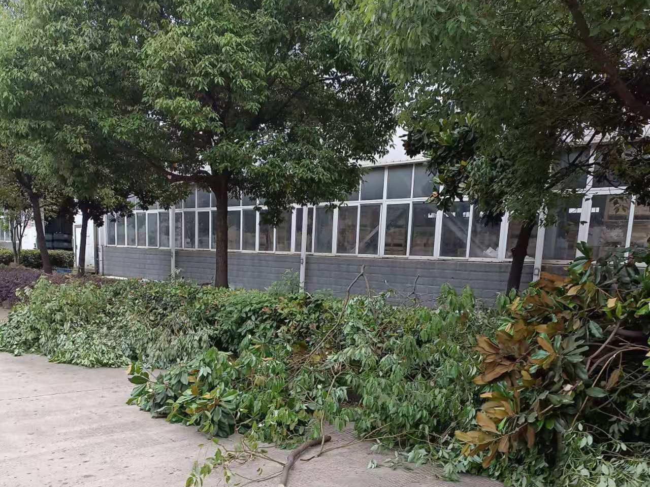 安徽皖新電機有限公司廠區(qū)園林綠化養(yǎng)護改造工程(圖2) 微信圖片_20240812093551 副本.jpg